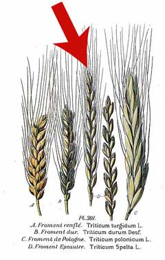 Triticum turgidum polonicum Polish Wheat