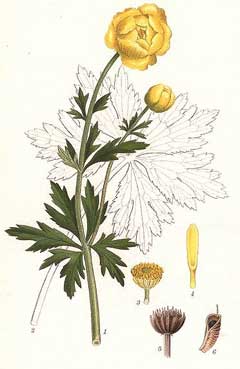 Trollius europaeus Globeflower, Common Globeflower, European Globeflower