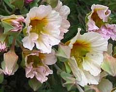 Tropaeolum sessilifolium 