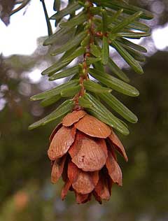 Tsuga heterophylla Western Hemlock