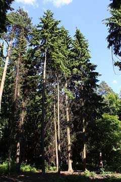 Tsuga heterophylla Western Hemlock