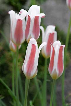 Tulipa clusiana stellata 