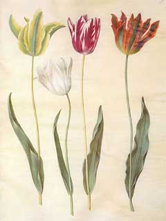 Tulipa gesneriana Tulip, Didier