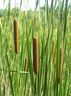 Typha Small Reed Mace, Narrowleaf cattail