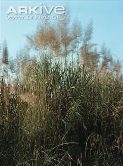 Typha elephantina Bora. Elephant grass, Indian reed-mace.
