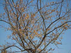Ulmus japonica Japanese Elm