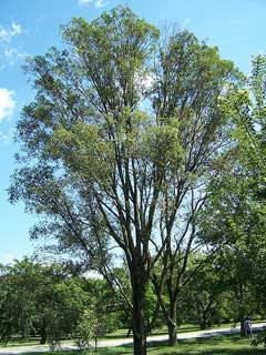 Ulmus pumila Siberian Elm, Hybrid elm