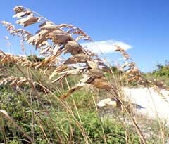 Uniola paniculata Sea Oats, Sea Oats Grass