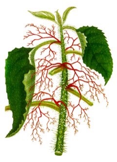 Urera baccifera Nettle Tree, Chichaste, Ortiga