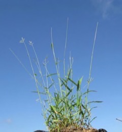 Urochloa mosambicensis Sabi grass, Gonya grass, Bushveld signal grass