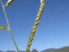 Urochloa mosambicensis Sabi grass, Gonya grass, Bushveld signal grass
