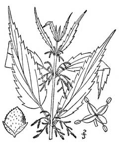 Urtica gracilis Stinging Nettle