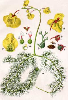 Utricularia vulgaris Bladderwort