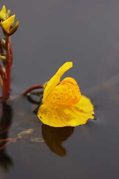 Utricularia vulgaris Bladderwort