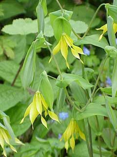 Uvularia grandiflora Fairybells, Merry Bells, Bellwort, Largeflower bellwort