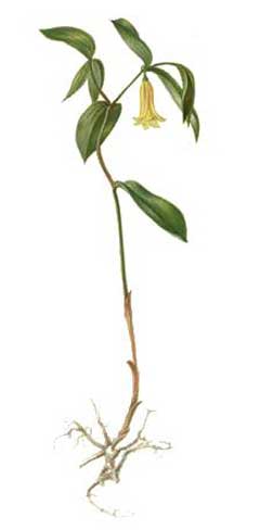 Uvularia sessilifolia Bellwort, Sessileleaf bellwort