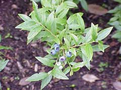 Vaccinium angustifolium Low Sweet Blueberry, Lowbush blueberry