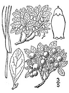 Vaccinium arbuscula Dwarf bilberry