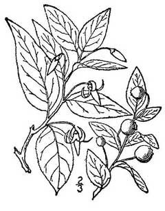 Vaccinium erythrocarpum Southern Mountain Cranberry