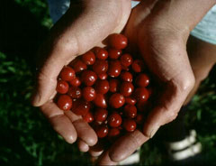 Vaccinium macrocarpon American Cranberry, Cranberry