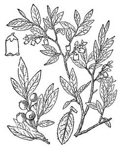 Vaccinium myrtilloides Sourtop Blueberry, Velvetleaf huckleberry