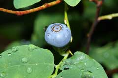 Vaccinium ovalifolium Black Huckleberry, Oval-leaf blueberry