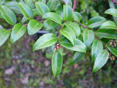 Vaccinium ovatum Evergreen Huckleberry, Florist