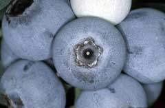 Vaccinium virgatum Rabbit-Eye Blueberry, Smallflower blueberry