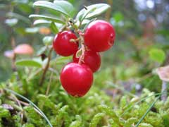 Vaccinium_vitis-idaea Cowberry, Lingonberry,  Northern mountain cranberry, Cranberry