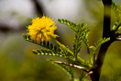 Vachellia vernicosa Sticky Acacia