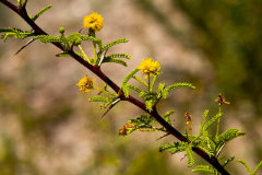 Vachellia vernicosa Sticky Acacia
