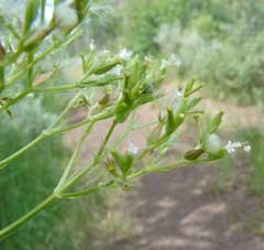 Valeriana occidentalis western valerian