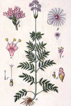 Valeriana sambucifolia 