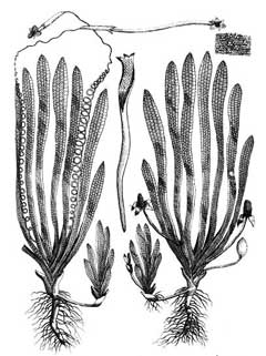 Vallisneria spiralis Eel Grass