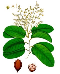 Vateria indica White Dammar