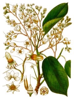 Vateria indica White Dammar
