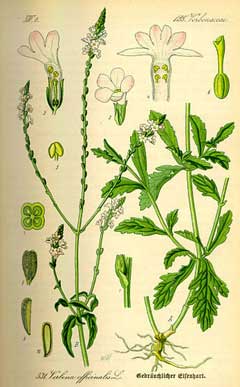 Verbena officinalis Vervain, Herb of the cross, Prostrate verbena