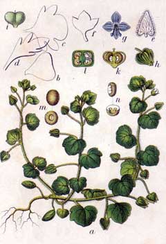 Veronica hederifolia Ivy-Leaf Speedwell