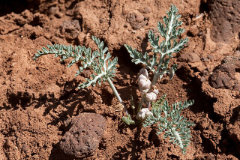 Vesper multinervatus Purplenerve Wavywing