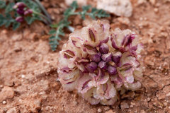 Vesper multinervatus Purplenerve Wavywing