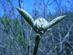 Viburnum cassinoides Withe Rod, Appalachian Tea, Witherod Viburnum, Witherod, Wild Raisin Viburnum