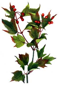 Viburnum edule Mooseberry, Squashberry