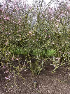 Viburnum grandiflorum Cranberry bush,
