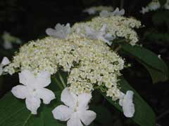 Viburnum lantanoides Hobbleberry