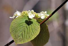 Viburnum lantanoides Hobbleberry