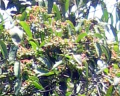 Viburnum setigerum Tea-Leaf Viburnum, Tea viburnum