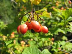 Viburnum trilobum American Cranberry,  Highbush Cranberry, Cranberrybush,  American Cranberrybush  Viburnum