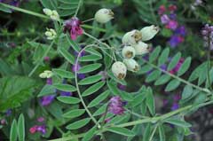 Vicia benghalensis Purple Vetch