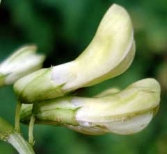 Vicia pisiformis Pea Vetch, Pale-flower vetch