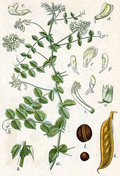 Vicia pisiformis Pea Vetch, Pale-flower vetch